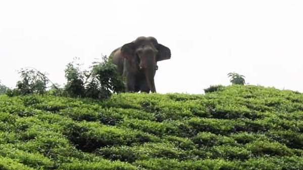 হাতি আতঙ্কে কাজে যাচ্ছেন না কুলাউড়ার চা শ্রমিকরা