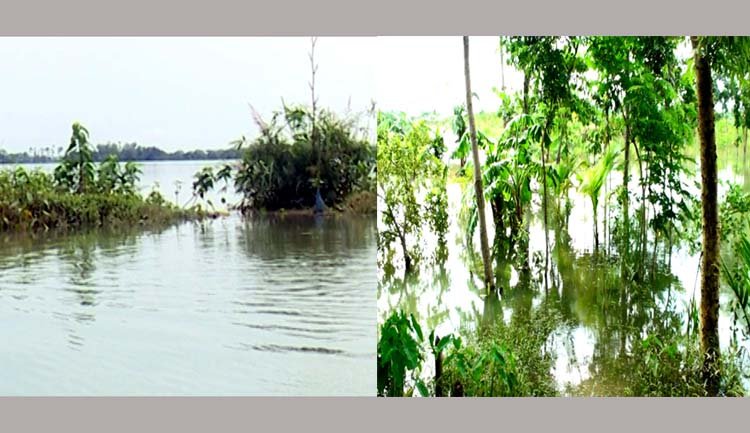 সিলেটের পাহাড়ি ঢলে বন্যায় পুকুর থেকে ভাসিয়ে গেছে মাছ,বনানী এগ্রো ফার্মের দেড়কোটি টাকার ক্ষয়ক্ষতি