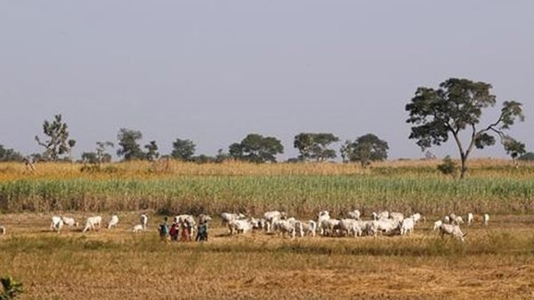 নাইজেরিয়ায় কৃষি খামারে ‘জঙ্গি হামলায় নিহত ৪০