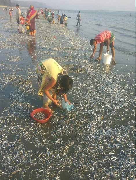 মাছে ভরে গেছে কক্সবাজার সমুদ্র সৈকত!