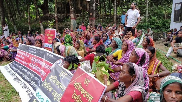 শেখ হাসিনার ভিডিও বার্তা চান চা-শ্রমিকরা