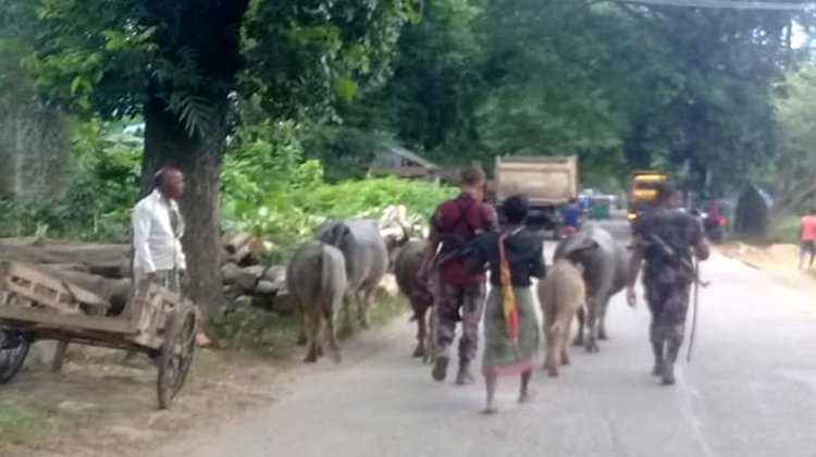 বড়লেখায় ভারতীয় চোরাই মহিষ আটকের পর ছেড়ে দিল বিজিবি!