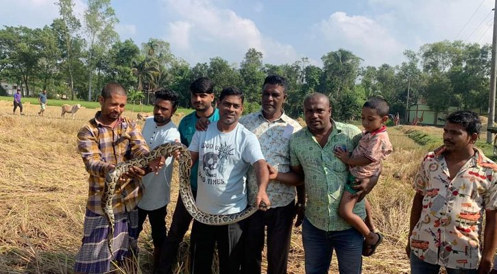 শ্রীমঙ্গলে ধান ক্ষেতে থেকে ১০ ফুট লম্বা এবং ১৩ কেজি ওজনের অজগর সাপ উদ্ধার