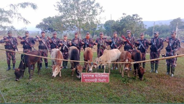 দোয়ারাবাজার সীমান্তে বিজিবির হাতে ৭ ভারতীয় গরু জব্দ